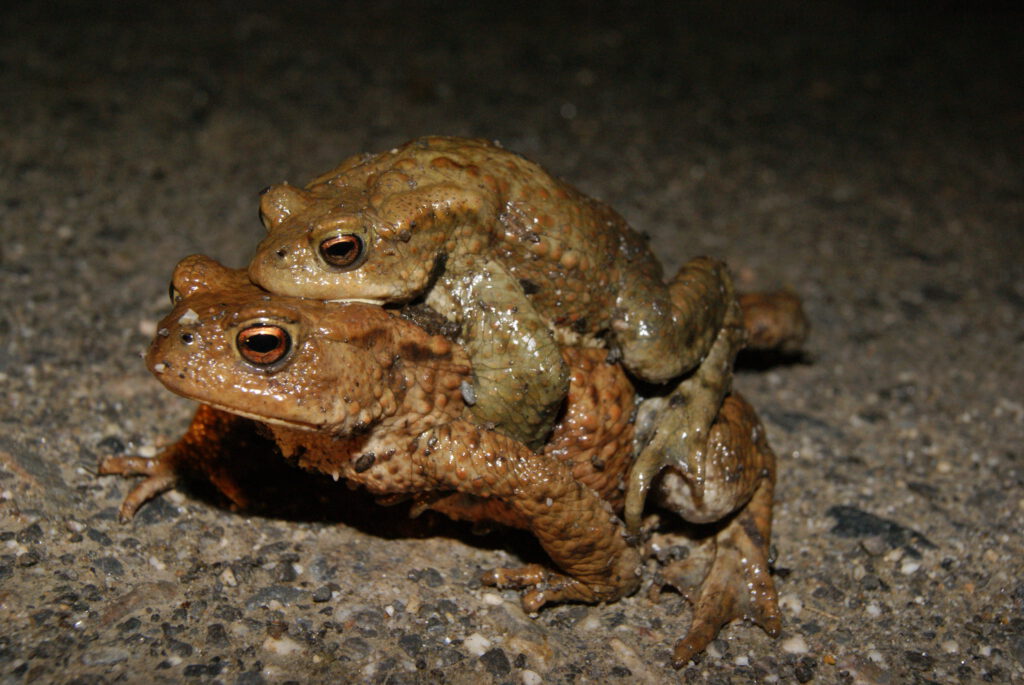 Krötenpaar auf dem Weg ins Laichgewässer