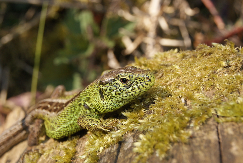 Zauneidechse auf Stein